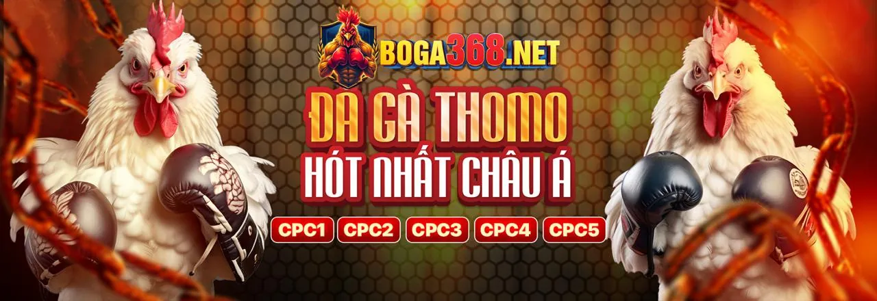 Đấu trường Đá Gà trực tuyến 8k bet sôi động